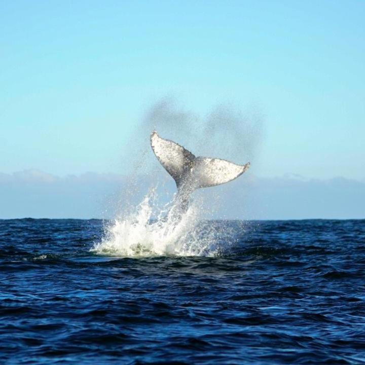 Willa Vertientes De Pumillahue, Chiloe Zewnętrze zdjęcie