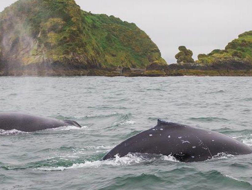 Willa Vertientes De Pumillahue, Chiloe Zewnętrze zdjęcie